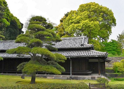 Základní styly tvarovaných stromů pro japonské zahrady a zákoutí