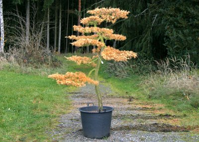 Tvarované modříny v japonských zahradách